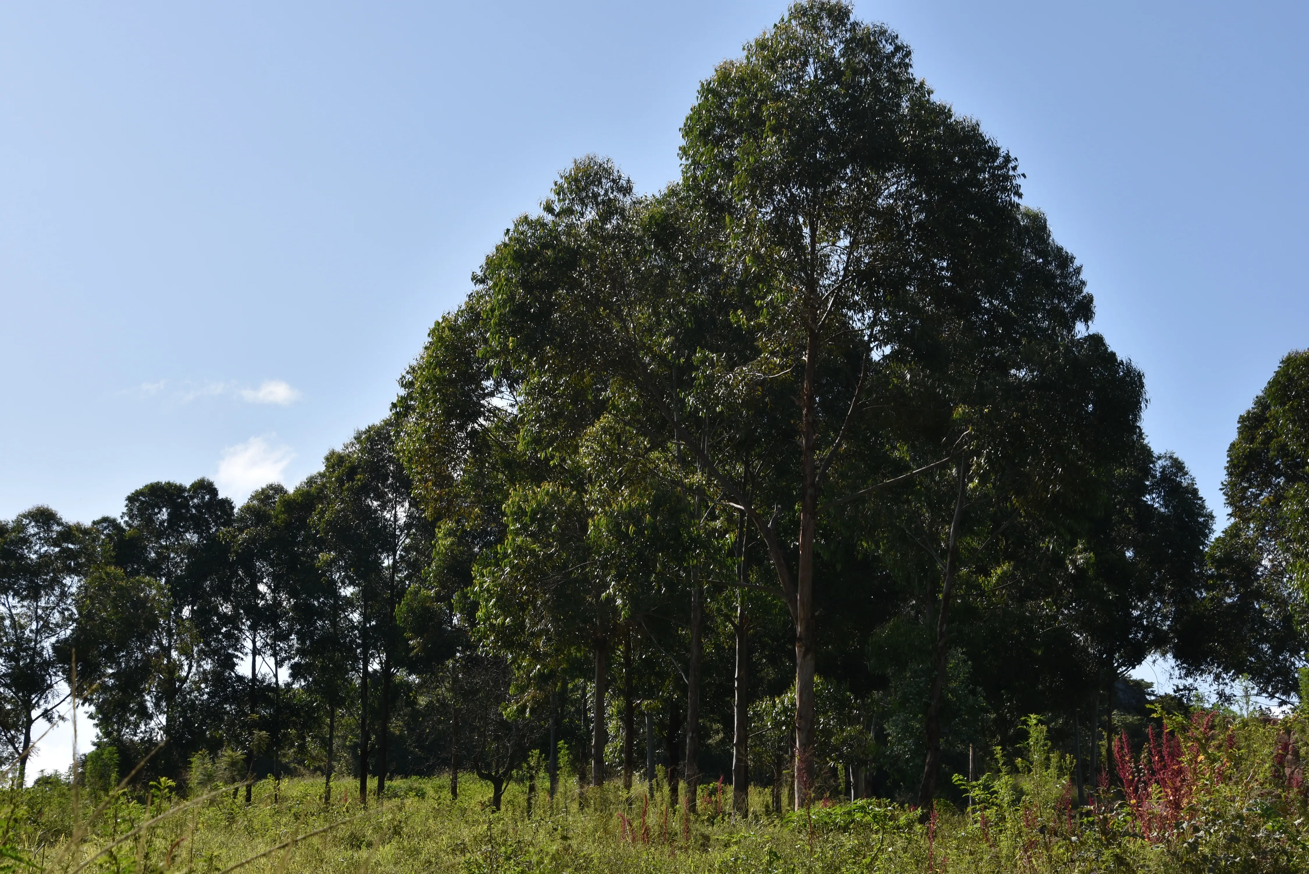 Thriving greenery