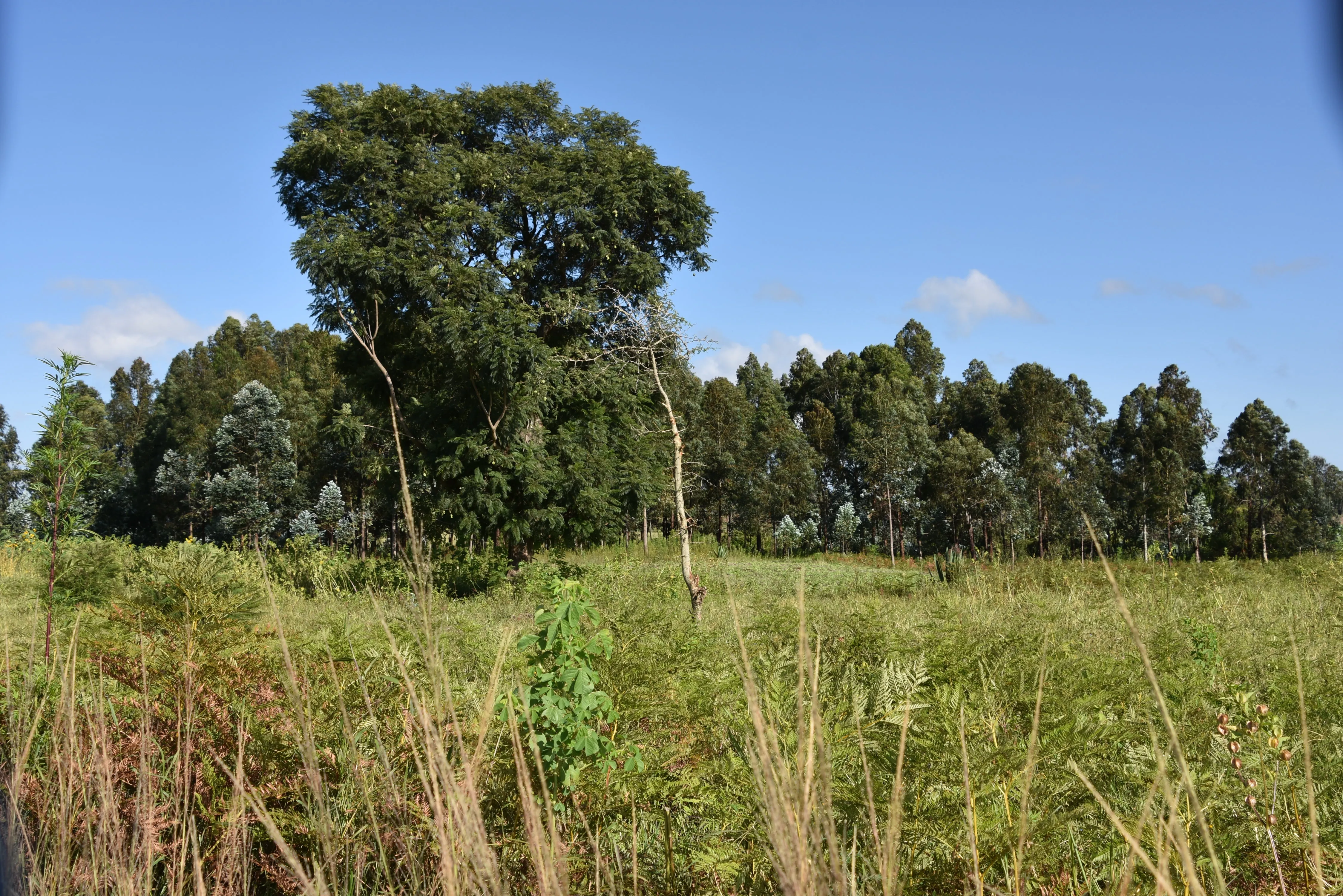 Thriving greenery